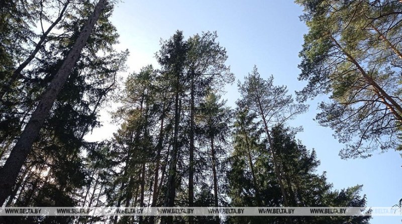 Ограничения на посещение лесов действуют в  районах Беларуси