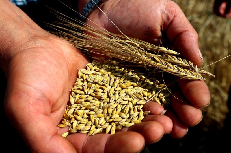 Каравай  почти в  тысяч тонн Хлеборобы Зельвенщины завершили жатву