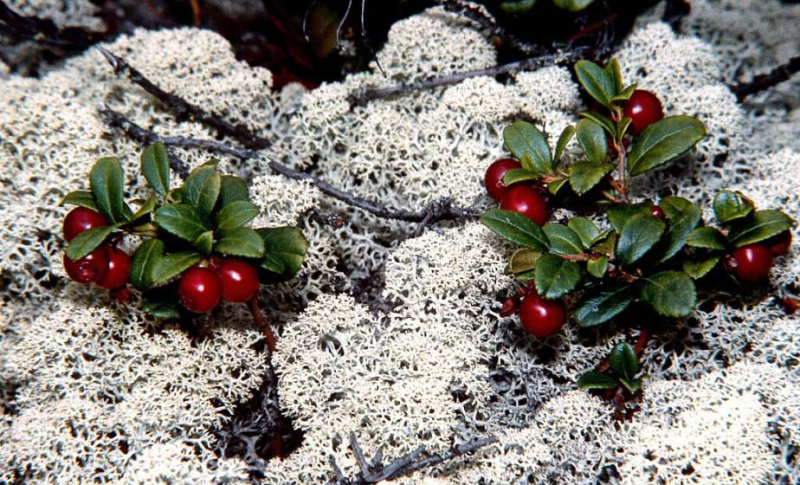 На Гродненщине собирать бруснику можно с  августа клюкву  только с  сентября