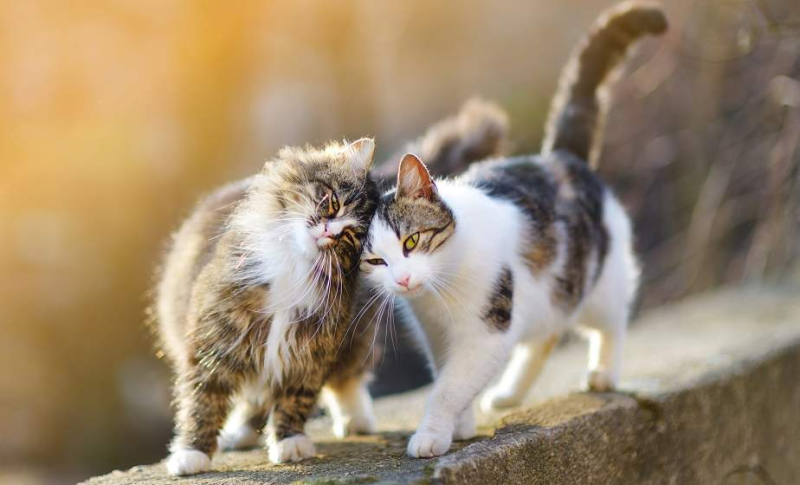 ТОП удивительных и интересных фактов о котах