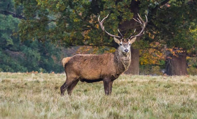 С  августа в Беларуси стартует сезон охоты на лося и оленя благородного