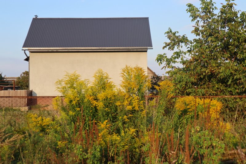 Опасность растет рядом Золотарник канадский нужно взять под контроль