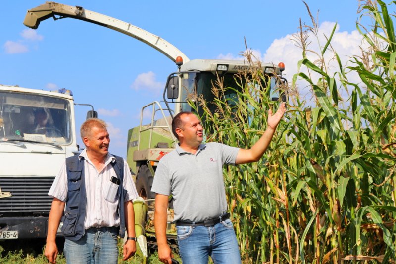 На то она и царица Кукуруза в филиале Князево вымахала на славу радует весом зелёной массы и початка