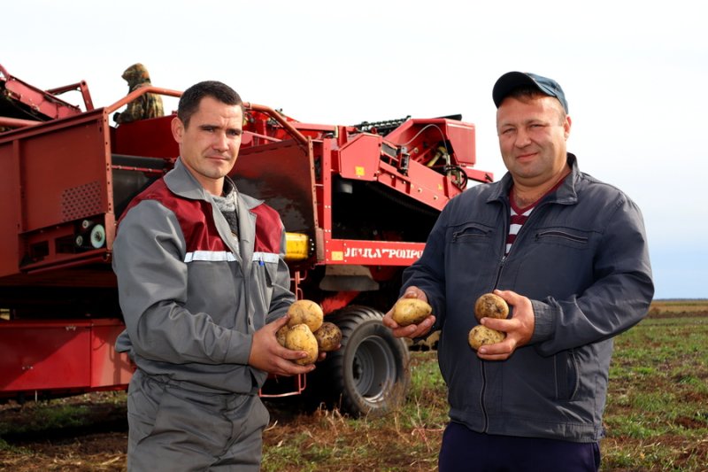 Аграрии госпредприятия Голынка активными темпами убирают картофель