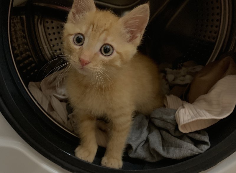 Что нужно знать о правилах содержания домашних животных