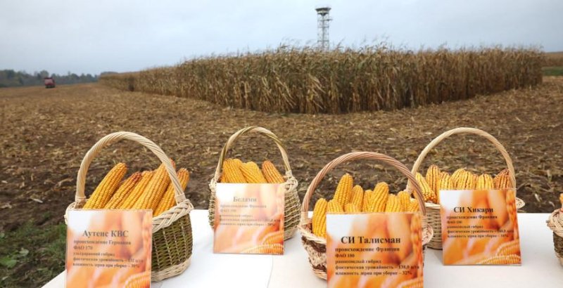 Александр Лукашенко сегодня работает на малой родине