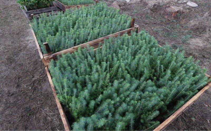 Александр Лукашенко дал старт республиканской акции по восстановлению леса пострадавшего после стихии