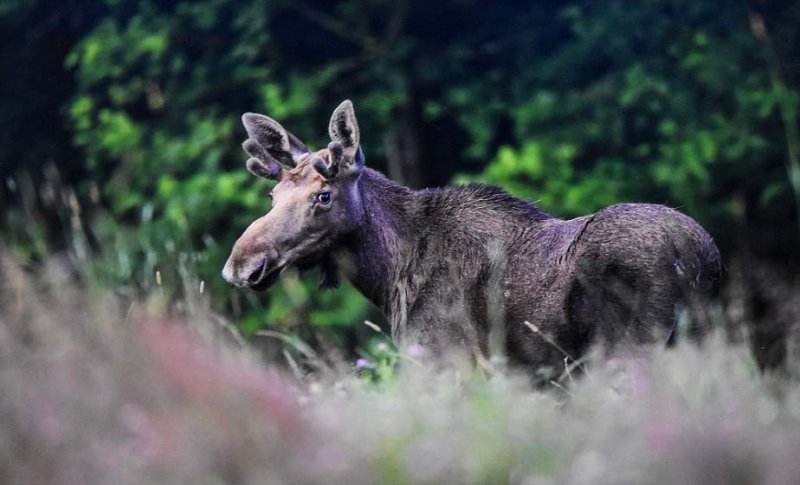 Уникальные туристические маршруты и редкие виды животных Гродненской пуще исполняется  лет