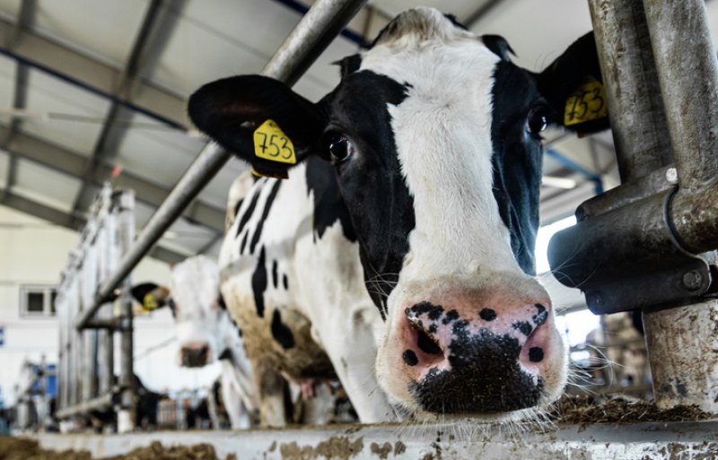 Главное  не сдавать позиции Аграрии обсудили итоги работы животноводческой отрасли