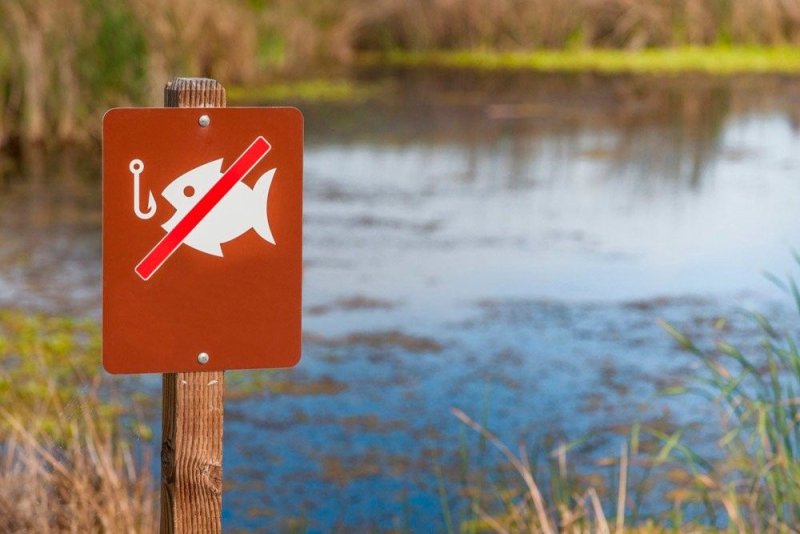 В Беларуси вводится запрет на лов определённых видов рыбы в осеннезимний период
