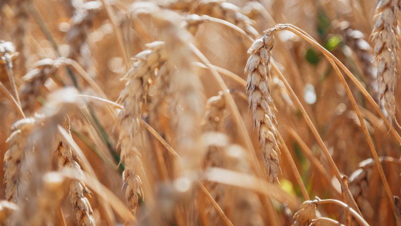 С Днем работников сельского хозяйства и перерабатывающей промышленности АПК Поздравление от районного исполнительного комитета и районного Совета деп