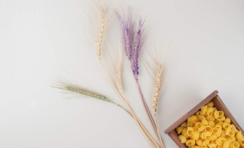 Новый сорт фиолетовой пшеницы вывели ученыеаграрии Беларуси