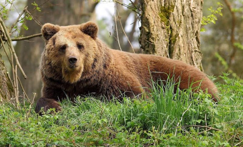 Охота на медведя и рысь в Минлесхозе прокомментировали новации законодательства