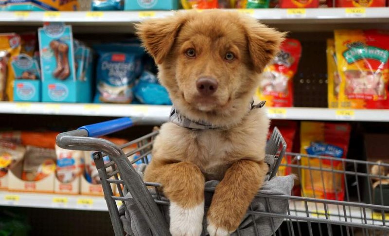 С  января в Беларуси запретят посещать магазины и объекты общепита с питомцами Какие новации ждут владельцев домашних животных