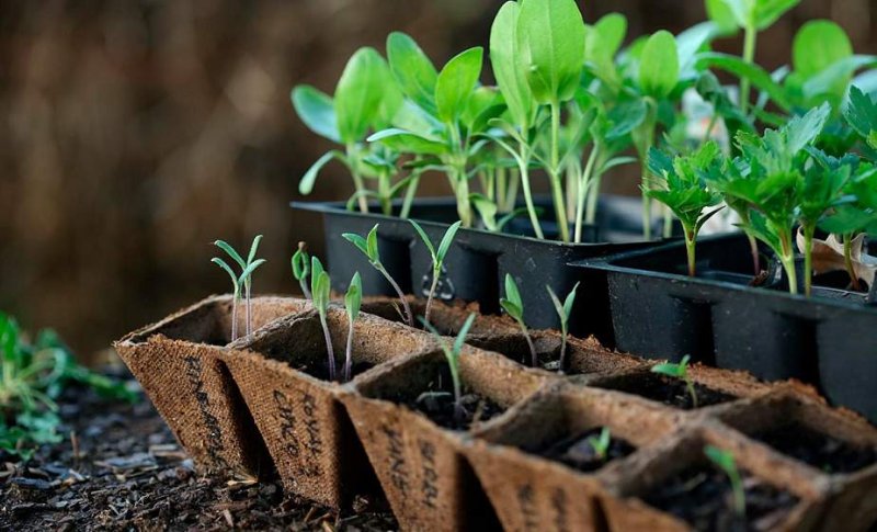 Какие культуры можно высевать в феврале и как правильно это делать