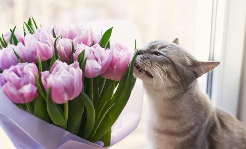 В Беларуси изменились правила торговли живыми цветами Разбираемся что сулит новый закон