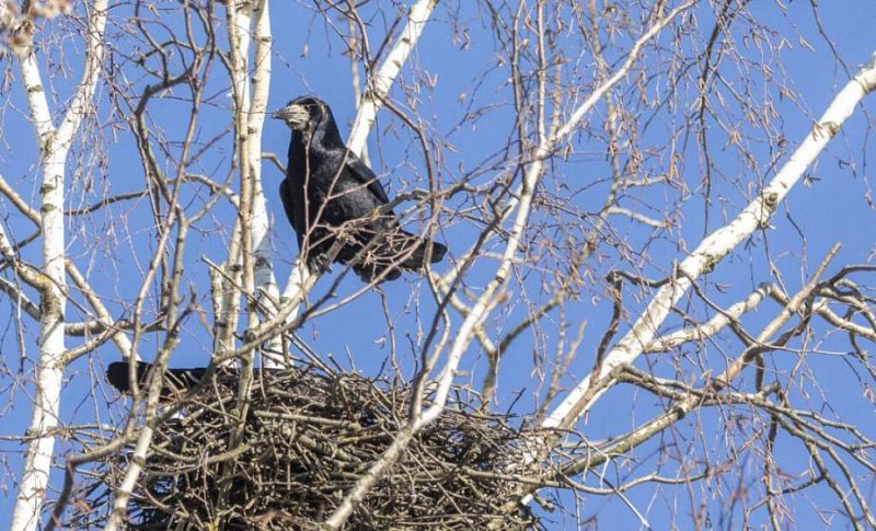 За разорение птичьих гнезд грозит штраф О какой сумме идет речь