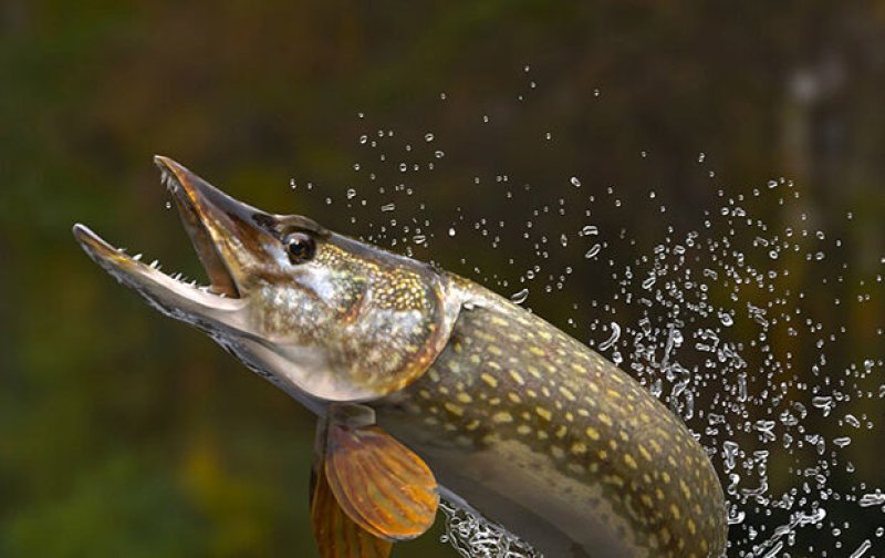 Нерест щуки с  марта вводится запрет на лов