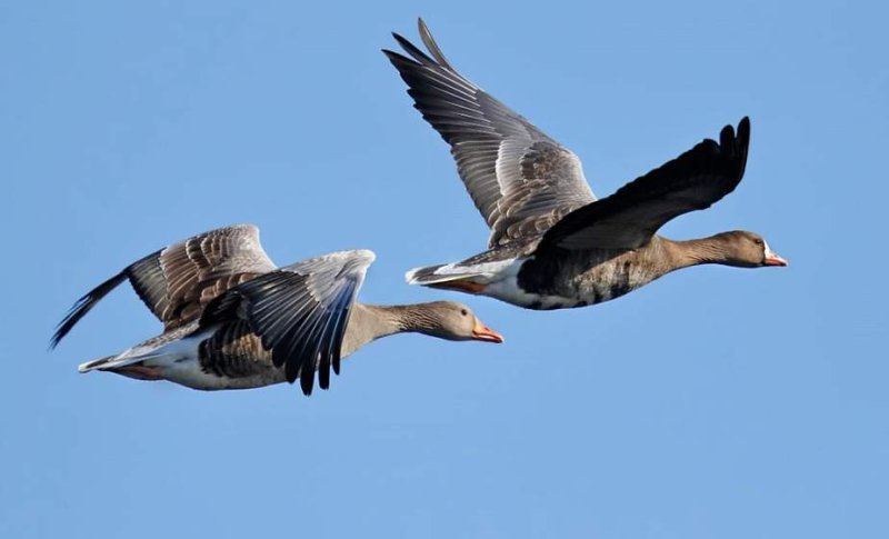 В Беларуси стартовал весенний сезон охоты на гусей и селезней