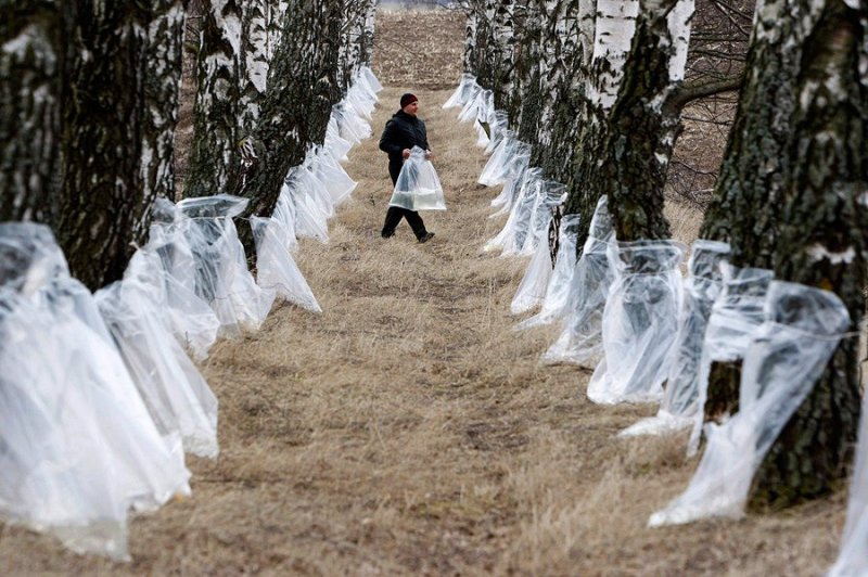 Сочный сезон  на  старте Слонимский лесхоз начал заготовку березового сока