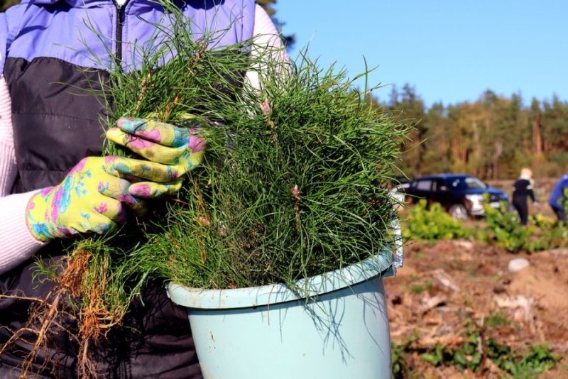 В Беларуси стартует акция Дай лесу новае жыццё