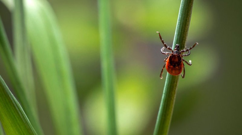 Осторожно клещи Как защититься от опасных паразитов
