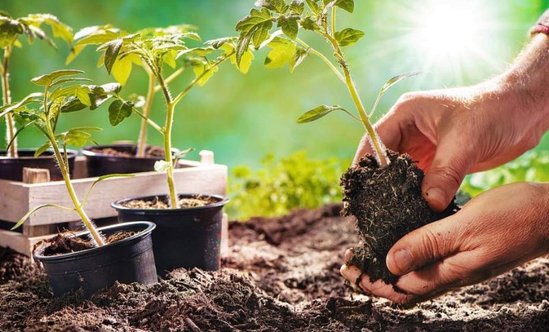 Как правильно высадить рассаду в апреле