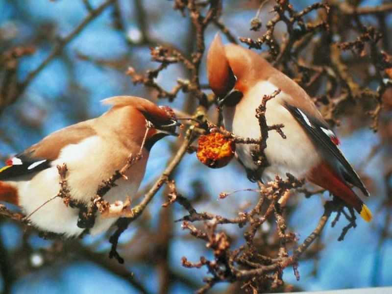 Почему птицы  лучшие помощники садовода