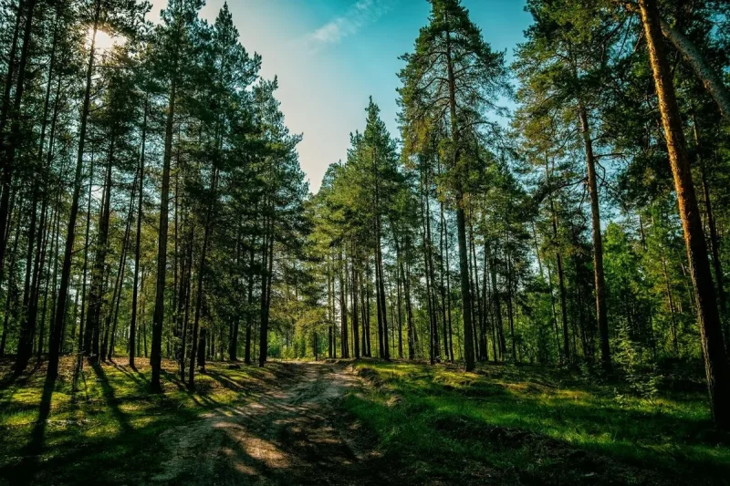 В Беларуси введены масштабные ограничения и запреты на посещение лесов