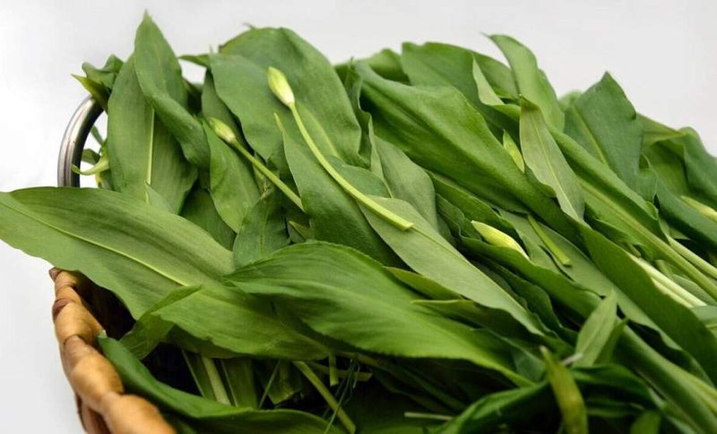 Опасные двойники чем отличается черемша от ядовитой черемицы