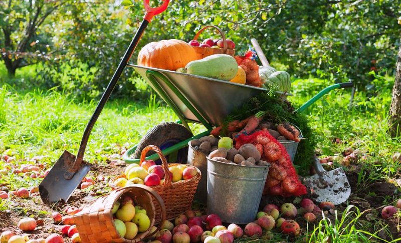  важных дел дачника для богатого урожая