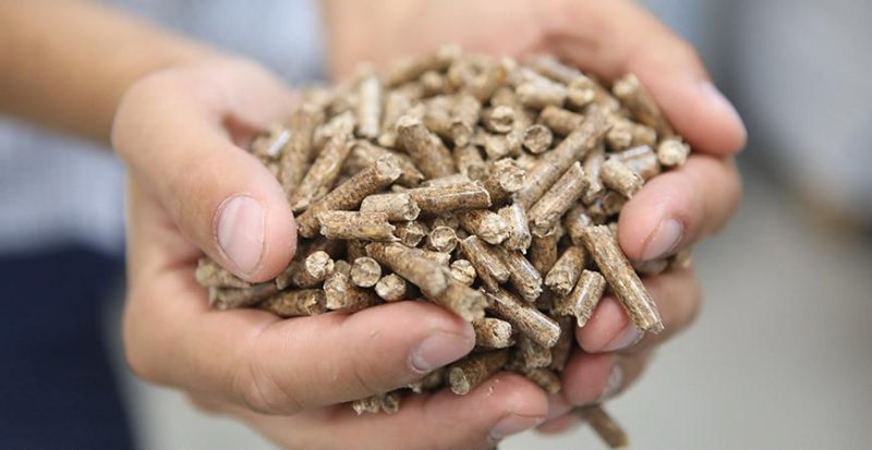 Пеллеты и еще раз пеллеты Почему Александр Лукашенко требует наладить производство древесного биотоплива