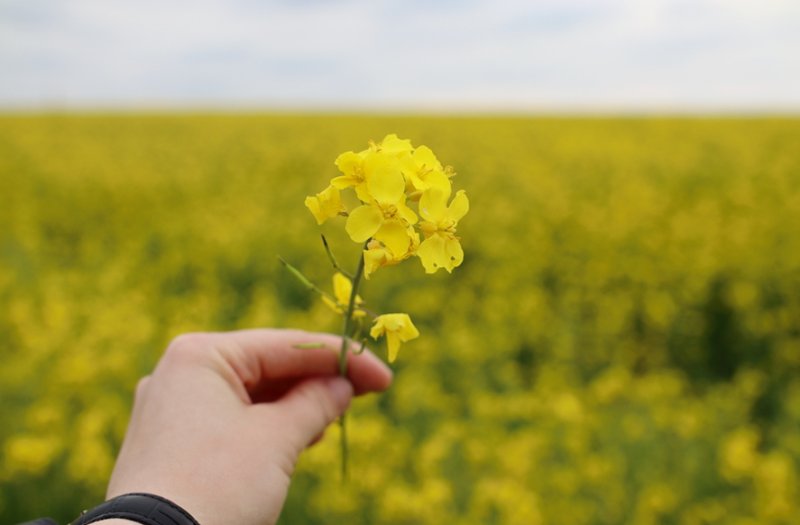 Рапсовый взрыв и изумрудное спокойствие фоторепортаж прямо с полей