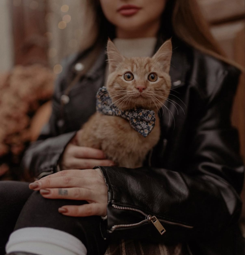 В защиту тех кого мы приручили Как позаботиться о домашних животных и что грозит за жестокое обращение с питомцами