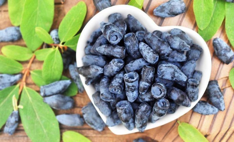 Что такое жимолость чем она полезна и может ли ягода навредить