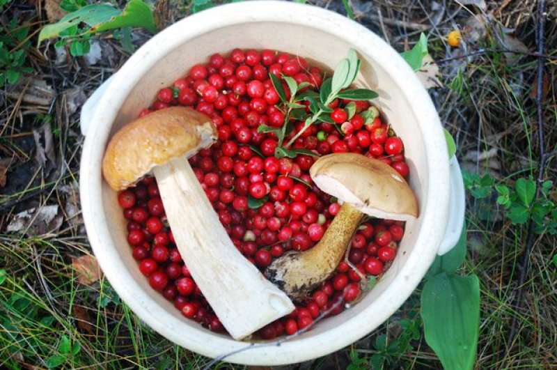 Что нужно знать гражданам при продаже ягод грибов и другой дикорастущей продукции