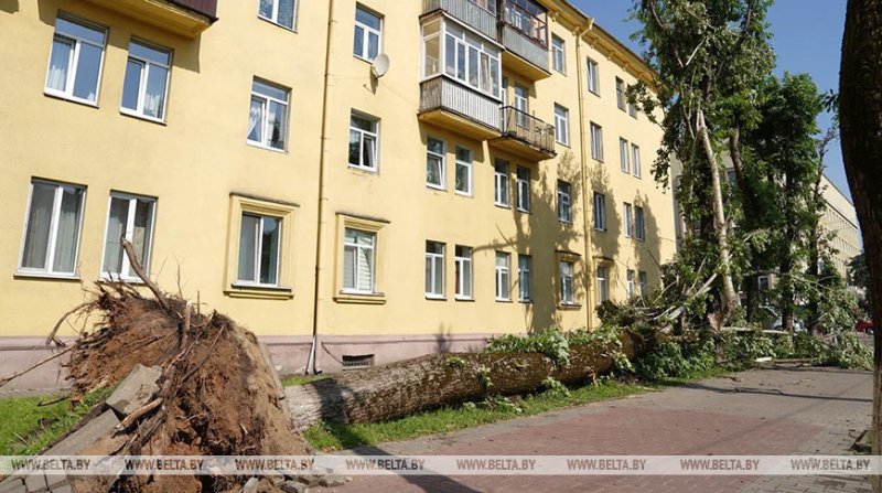 Самостоятельно или с разрешением В Минприроды рассказали как правильно убирать упавшие деревья