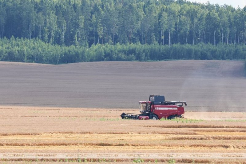 Александр Лукашенко в полях инспектирует ход уборочной кампании