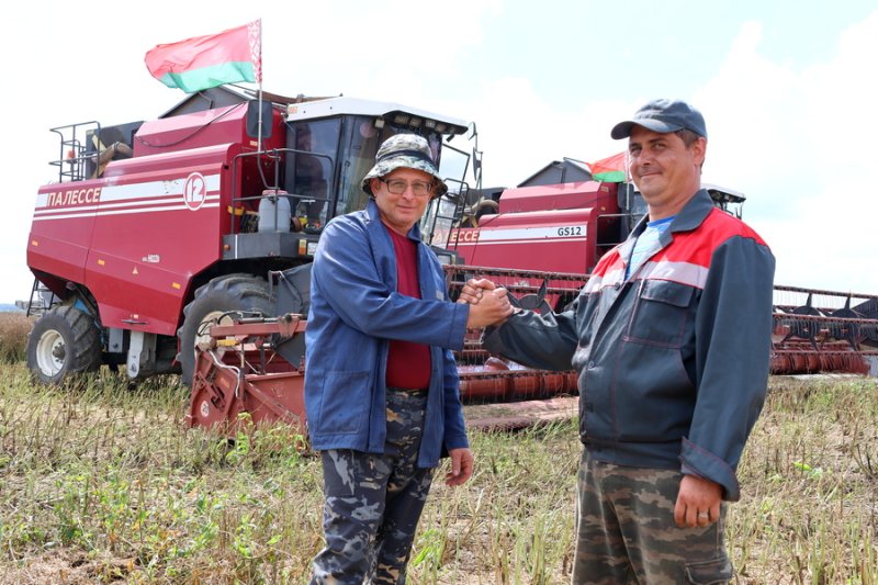 Рапс сыплет хорошо уже со старта Как идет уборочная страда в госпредприятии Голынка