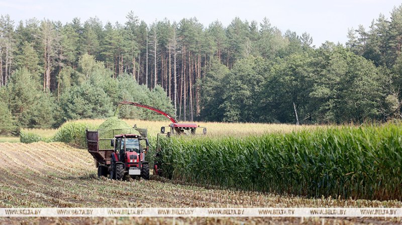Аграрии Гродненской области приступили к массовой уборке кукурузы на силос