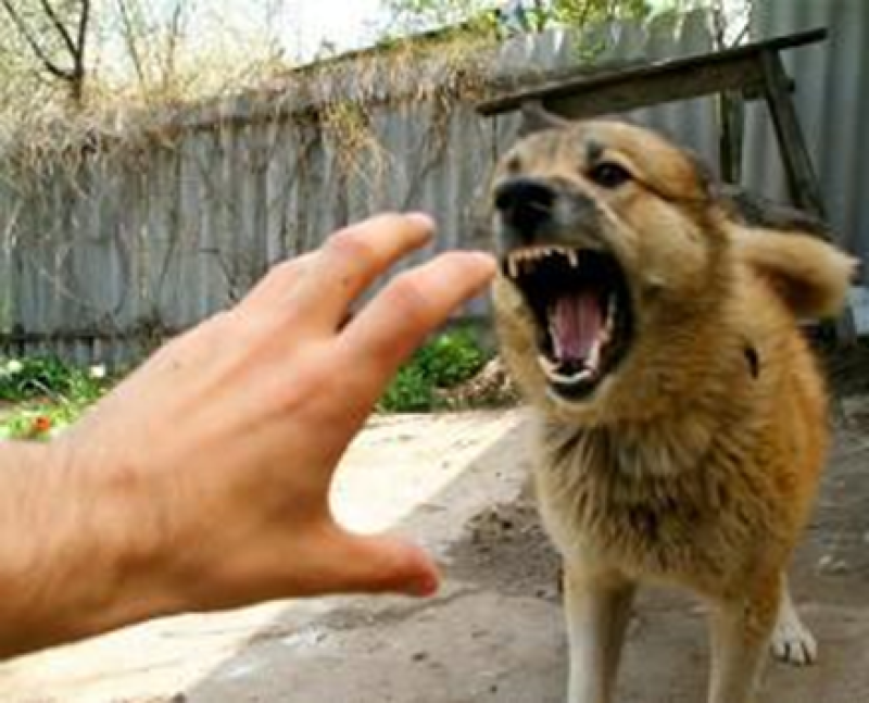 О профилактике бешенства животных