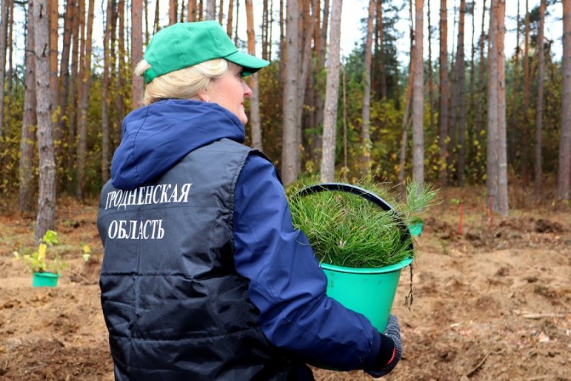 Подключайся и ты На Зельвенщине стартует акция Дай лесу новае жыццё