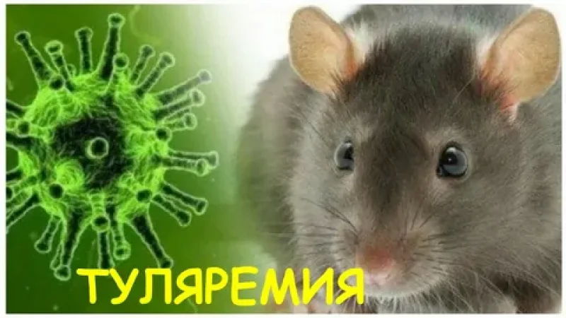 Внимание туляремия чем опасна малая чума