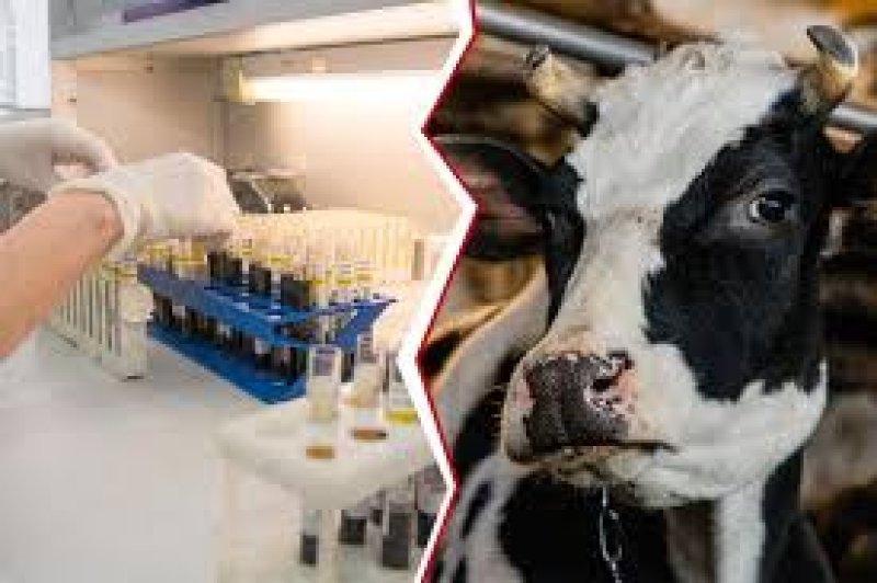 Внимание бруцеллез