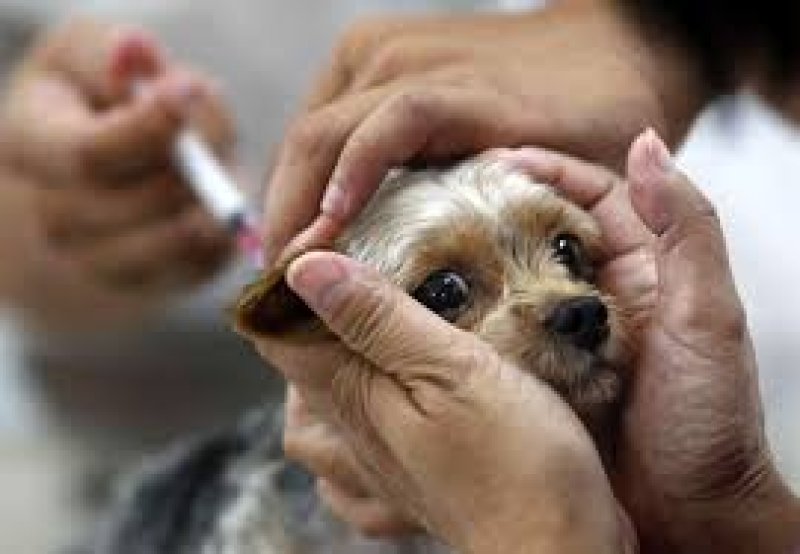 Вирус бешенства защитите своих питомцев и себя