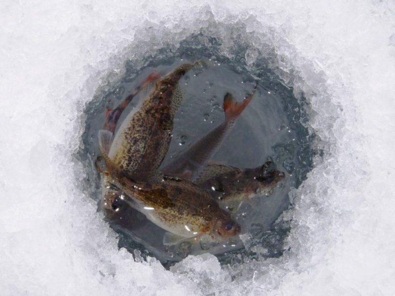 О зимних заморах рыбы информирует инспекция охраны животного и растительного мира