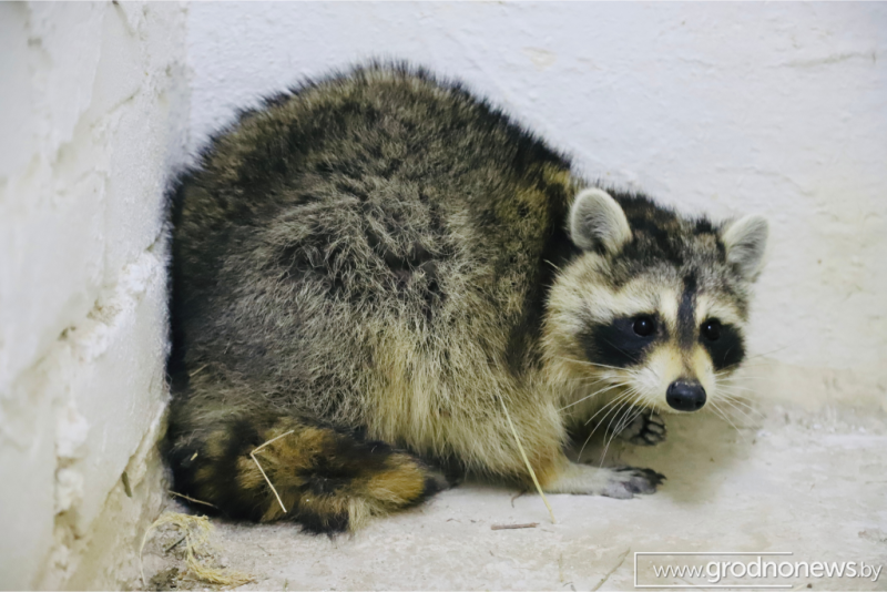 Как поживает енот Сеня Журналисты навестили пушистого нелегала