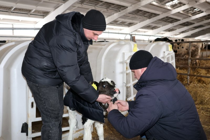 Профсоюз АПК помогает животноводам утеплять телят на фермах