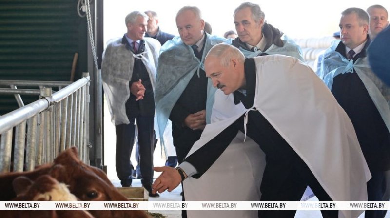 Как Лукашенко угощали молоком будущего Побывали на ферме где выводят белорусских красных коров