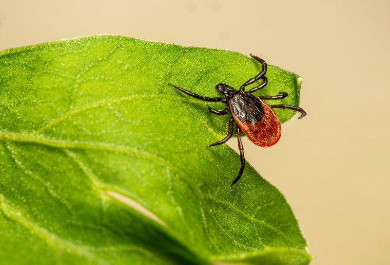 Начинается сезон активности клещей Как защититься от опасных инфекций